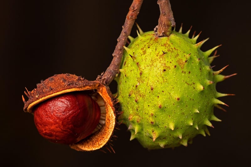 Fruit Combination